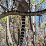 Muzyczne Podróże Przez Świat. Madagaskar (10 grudnia 2016) / Prof. Danuta Rasała / Radio Kielce