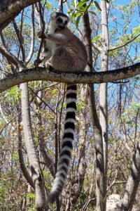 Muzyczne Podróże Przez Świat. Madagaskar (10 grudnia 2016) / Prof. Danuta Rasała / Radio Kielce