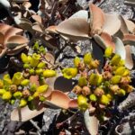 Muzyczne Podróże Przez Świat. Madagaskar (10 grudnia 2016) / Prof. Danuta Rasała / Radio Kielce