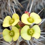 Muzyczne Podróże Przez Świat. Madagaskar (10 grudnia 2016) / Prof. Danuta Rasała / Radio Kielce