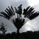 Muzyczne Podróże Przez Świat. Madagaskar (10 grudnia 2016) / Prof. Danuta Rasała / Radio Kielce