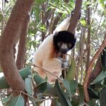 Muzyczne Podróże Przez Świat. Madagaskar (10 grudnia 2016) / Prof. Danuta Rasała / Radio Kielce