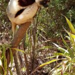 Muzyczne Podróże Przez Świat. Madagaskar (10 grudnia 2016) / Prof. Danuta Rasała / Radio Kielce