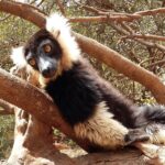 Muzyczne Podróże Przez Świat. Madagaskar (10 grudnia 2016) / Prof. Danuta Rasała / Radio Kielce