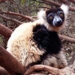 Muzyczne Podróże Przez Świat. Madagaskar (10 grudnia 2016) / Prof. Danuta Rasała / Radio Kielce