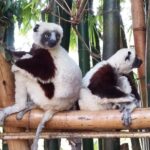 Muzyczne Podróże Przez Świat. Madagaskar (10 grudnia 2016) / Prof. Danuta Rasała / Radio Kielce