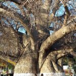 Muzyczne Podróże Przez Świat. Madagaskar (10 grudnia 2016) / Prof. Danuta Rasała / Radio Kielce