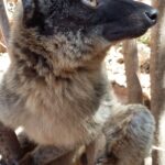 Muzyczne Podróże Przez Świat. Madagaskar (10 grudnia 2016) / Prof. Danuta Rasała / Radio Kielce