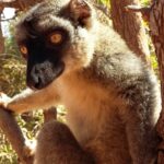 Muzyczne Podróże Przez Świat. Madagaskar (10 grudnia 2016) / Prof. Danuta Rasała / Radio Kielce