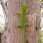 Muzyczne Podróże Przez Świat. Madagaskar (10 grudnia 2016) / Prof. Danuta Rasała / Radio Kielce