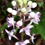 Muzyczne Podróże Przez Świat. Madagaskar (10 grudnia 2016) / Prof. Danuta Rasała / Radio Kielce