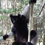 Muzyczne Podróże Przez Świat. Madagaskar (10 grudnia 2016) / Prof. Danuta Rasała / Radio Kielce