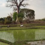 Muzyczne Podróże Przez Świat. Madagaskar (10 grudnia 2016) / Prof. Danuta Rasała / Radio Kielce