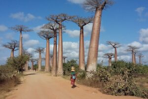 Muzyczne Podróże Przez Świat. Madagaskar (10 grudnia 2016) / Prof. Danuta Rasała / Radio Kielce