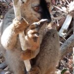 Muzyczne Podróże Przez Świat. Madagaskar (10 grudnia 2016) / Prof. Danuta Rasała / Radio Kielce