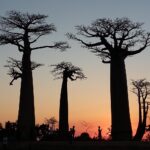 Muzyczne Podróże Przez Świat. Madagaskar (10 grudnia 2016) / Prof. Danuta Rasała / Radio Kielce