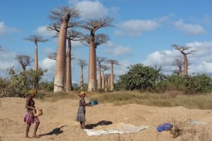 Muzyczne Podróże Przez Świat. Madagaskar (10 grudnia 2016) / Prof. Danuta Rasała / Radio Kielce