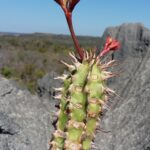 Muzyczne Podróże Przez Świat. Madagaskar (10 grudnia 2016) / Prof. Danuta Rasała / Radio Kielce