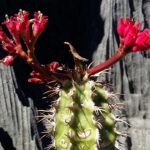 Muzyczne Podróże Przez Świat. Madagaskar (10 grudnia 2016) / Prof. Danuta Rasała / Radio Kielce