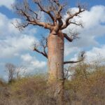 Muzyczne Podróże Przez Świat. Madagaskar (10 grudnia 2016) / Prof. Danuta Rasała / Radio Kielce