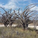 Muzyczne Podróże Przez Świat. Madagaskar (10 grudnia 2016) / Prof. Danuta Rasała / Radio Kielce