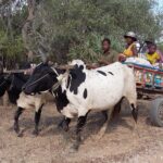 Muzyczne Podróże Przez Świat. Madagaskar (10 grudnia 2016) / Prof. Danuta Rasała / Radio Kielce