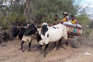 Muzyczne Podróże Przez Świat. Madagaskar (10 grudnia 2016) / Prof. Danuta Rasała / Radio Kielce