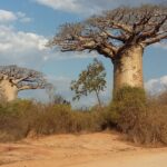 Muzyczne Podróże Przez Świat. Madagaskar (10 grudnia 2016) / Prof. Danuta Rasała / Radio Kielce