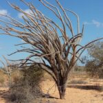 Muzyczne Podróże Przez Świat. Madagaskar (10 grudnia 2016) / Prof. Danuta Rasała / Radio Kielce