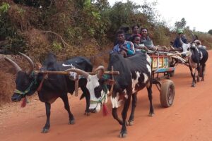 Muzyczne Podróże Przez Świat. Madagaskar (10 grudnia 2016) / Prof. Danuta Rasała / Radio Kielce