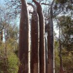 Muzyczne Podróże Przez Świat. Madagaskar (10 grudnia 2016) / Prof. Danuta Rasała / Radio Kielce