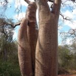 Muzyczne Podróże Przez Świat. Madagaskar (10 grudnia 2016) / Prof. Danuta Rasała / Radio Kielce