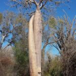 Muzyczne Podróże Przez Świat. Madagaskar (10 grudnia 2016) / Prof. Danuta Rasała / Radio Kielce