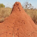 Muzyczne Podróże Przez Świat. Madagaskar (10 grudnia 2016) / Prof. Danuta Rasała / Radio Kielce