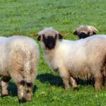 Austria. Bischofshofen - okolice / Robert Felczak / Radio Kielce