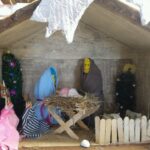 20.12.2016. Szopki bożonarodzeniowe na konkurs w Jędrzejowie / Ewa Pociejowska-Gawęda / Radio Kielce