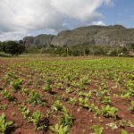 Kuba / prof. Bożena Zawadzka / prof. Ewa Nowak / Radio Kielce