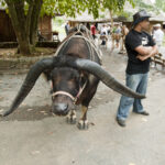 Kuba / prof. Bożena Zawadzka / prof. Ewa Nowak / Radio Kielce