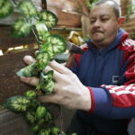 19.12.2016 Święty Krzyż. Pracownicy Kieleckiego Centrum Kultury budują szopkę bożonarodzeniową. / Jarosław Kubalski / Radio Kielce