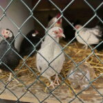 24.12.2016 Kielce. Żywa szopka przy parafii św. Franciszka z Asyżu. / Jarosław Kubalski / Radio Kielce