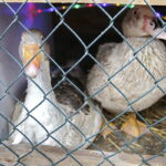 24.12.2016 Kielce. Żywa szopka przy parafii św. Franciszka z Asyżu. / Jarosław Kubalski / Radio Kielce