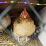 24.12.2016 Kielce. Żywa szopka przy parafii św. Franciszka z Asyżu. / Jarosław Kubalski / Radio Kielce