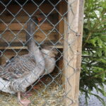 24.12.2016 Kielce. Żywa szopka przy parafii św. Franciszka z Asyżu. / Jarosław Kubalski / Radio Kielce