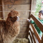 24.12.2016 Kielce. Żywa szopka przy parafii św. Franciszka z Asyżu. / Jarosław Kubalski / Radio Kielce