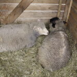 24.12.2016 Kielce. Żywa szopka przy parafii św. Franciszka z Asyżu. / Jarosław Kubalski / Radio Kielce