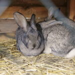 24.12.2016 Kielce. Żywa szopka przy parafii św. Franciszka z Asyżu. / Jarosław Kubalski / Radio Kielce