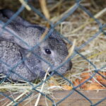 25.12.2016 Kielce. Żywa szopka przy parafii św. Franciszka. / Jarosław Kubalski / Radio Kielce