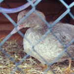 25.12.2016 Kielce. Żywa szopka przy parafii św. Franciszka. / Jarosław Kubalski / Radio Kielce