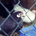 25.12.2016 Kielce. Żywa szopka przy parafii św. Franciszka. / Jarosław Kubalski / Radio Kielce