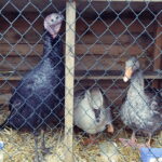 25.12.2016 Kielce. Żywa szopka przy parafii św. Franciszka. / Jarosław Kubalski / Radio Kielce